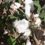 Algodão sob alerta: chuvas de inverno preocupam cotonicultores de MT durante a colheita