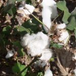 Algodão sob alerta: chuvas de inverno preocupam cotonicultores de MT durante a colheita