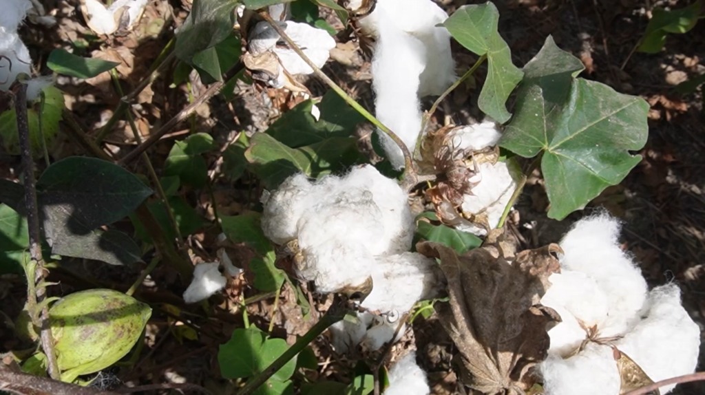 Algodão sob alerta: chuvas de inverno preocupam cotonicultores de MT durante a colheita