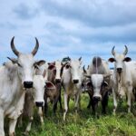 Cáceres amplia rebanho bovino em 61,9% em 20 anos e se mantém maior berço da pecuária de MT