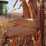 Colheita de milho em Mato Grosso avança, mas Sudeste fica atrás