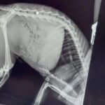 Gato em Nova Xavantina necessita de apoio para cirurgia na coluna