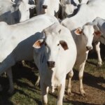 Mato Grosso abate 3,6 milhões de bovinos no primeiro semestre e registra maior recorde da história