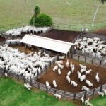 Mato Grosso registra maior abate bovino da história: 3,5 milhões de cabeças