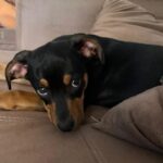 Os Cães que Encantaram o Público no MS1