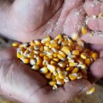Produtores de Mato Grosso contestam descontos por milho avariado e alertam para crise de rentabilidade