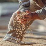 Qualidade da soja começa a ganhar peso econômico no mercado, mas ainda é desafio no Brasil