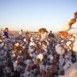 Rally da Safra inicia Etapa Algodão projetando produção de 4,2 milhões t de pluma