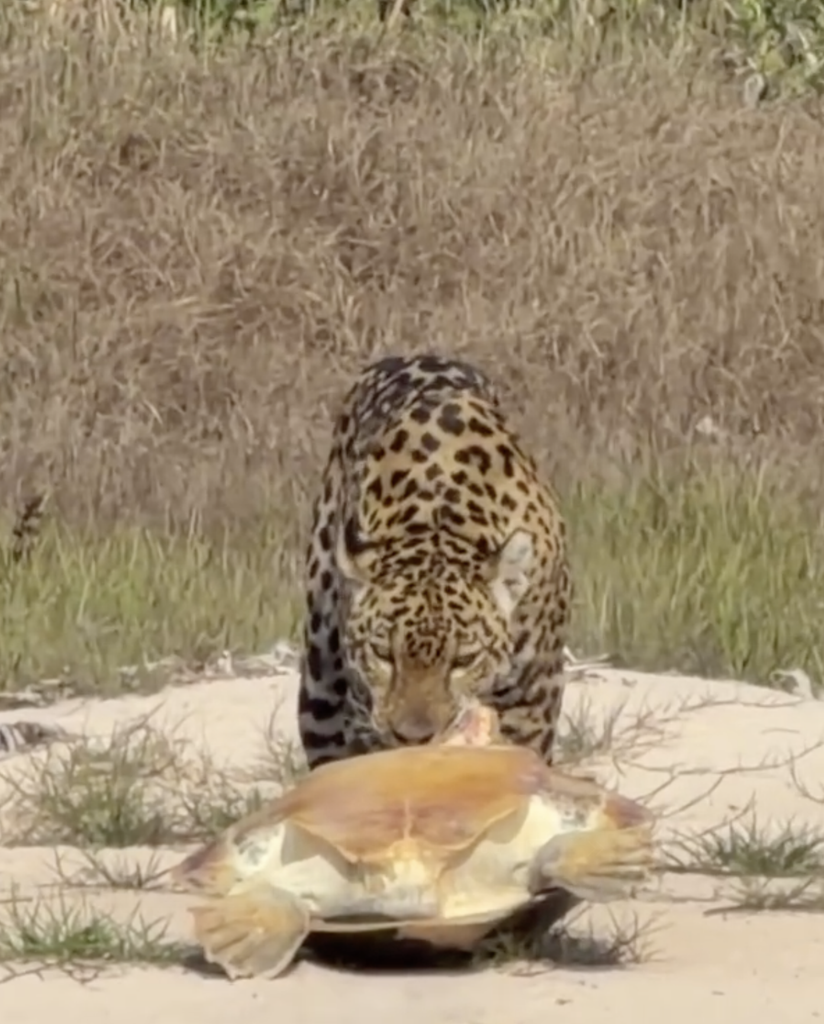 Onça-pintada surpreende ao ser flagrada arrastando tartaruga para mata próxima à divisa com MT