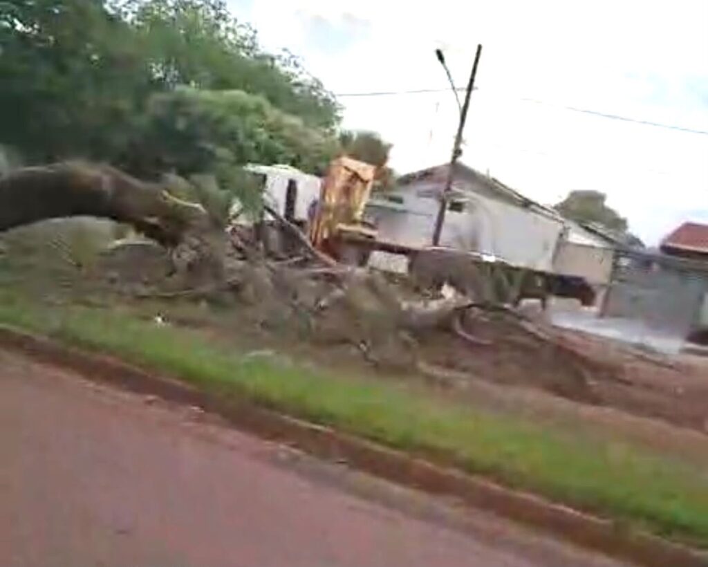 Ventos fortes derrubam árvore em avenida de Sinop
