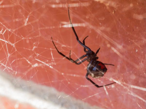 Picada de aranha em gatos – Sintomas e o que fazer – CircuitoMT