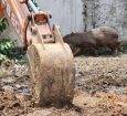 Bombeiros resgatam capivara que estava em área residencial de Sinop