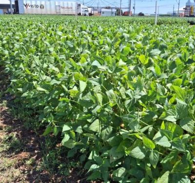 Show Safra MT 2025: Fundação Rio Verde lidera preparação dos