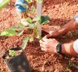 Sorriso planta futuro com mais de 500 mudas nativas e